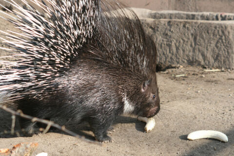 Stachelschwein im Tierpark Zabakuck