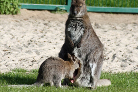 Känguru im Tierpark Zabakuck