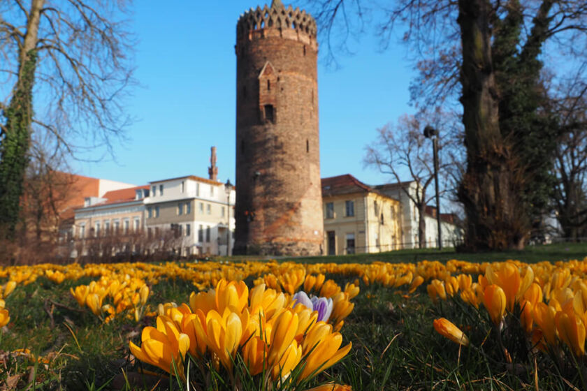 Plauer Torturm im Frühling in Brandenburg an der Havel © STG