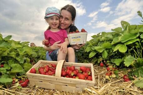 Erdbeeren selbst pflücken © Spargelhof Klaistow